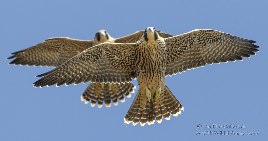 Faucons volant ensemble